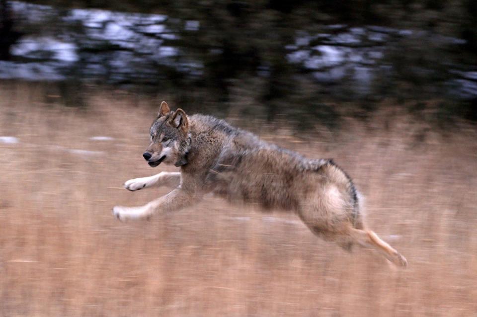 One of five gray wolves released in Colorado is shown on Dec. 19, 2023.