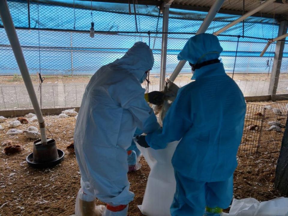 防疫人員七日到芳苑的蛋雞場，將四萬多隻感染Ｈ５Ｎ２亞型高病原性禽流感病毒的雞隻全撲殺。(記者曾厚銘攝)