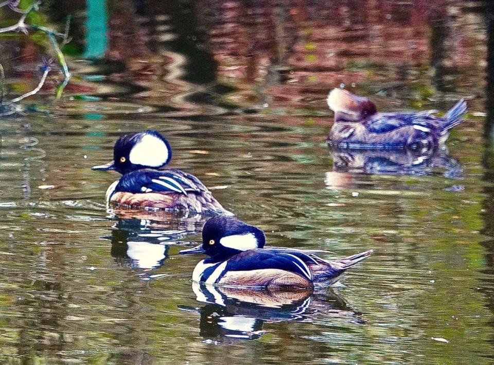 Hooded Mergansers