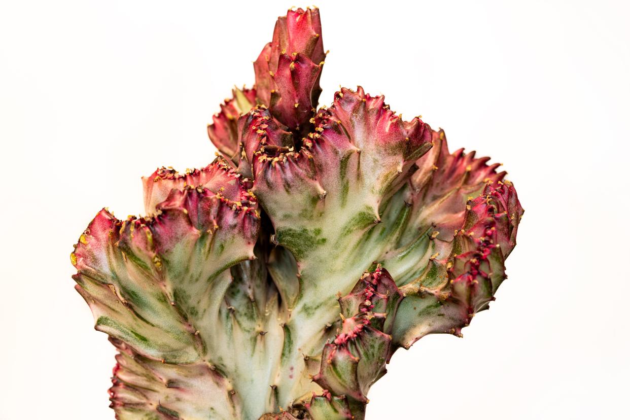 Monstrose plants like this crested cactus are popular with collectors.