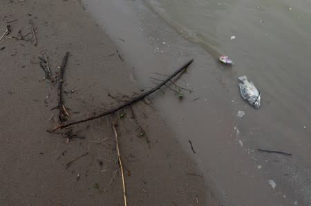 Dead fish lies on the bank of Mekong River in Nakhon Phanom