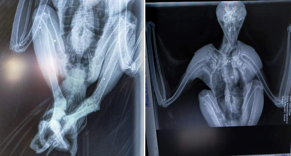 Two X-rays. Left - The eagle's legs. Right - The eagle's body and head.