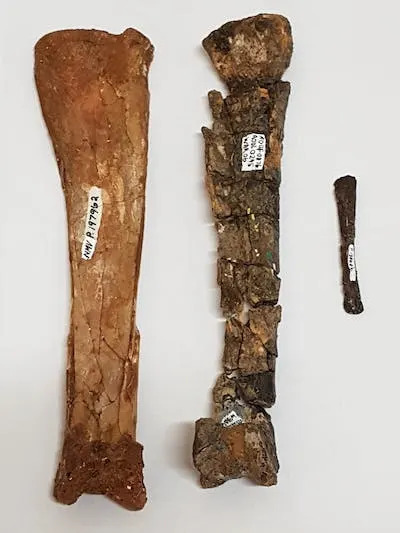 Three pterosaur wing bones from three individuals. Left: right metacarpal from the Toolebuc Formation was discovered at Slashers Creek Station, east of Boulia, Queensland. Middle: Left metacarpal from <em>Ferrodraco lentoni</em> from the Winton Formation, discovered northeast of Winton, Queensland. Right: a left metacarpal from a juvenile pterosaur from Dinosaur Cove, Victoria. Author provided