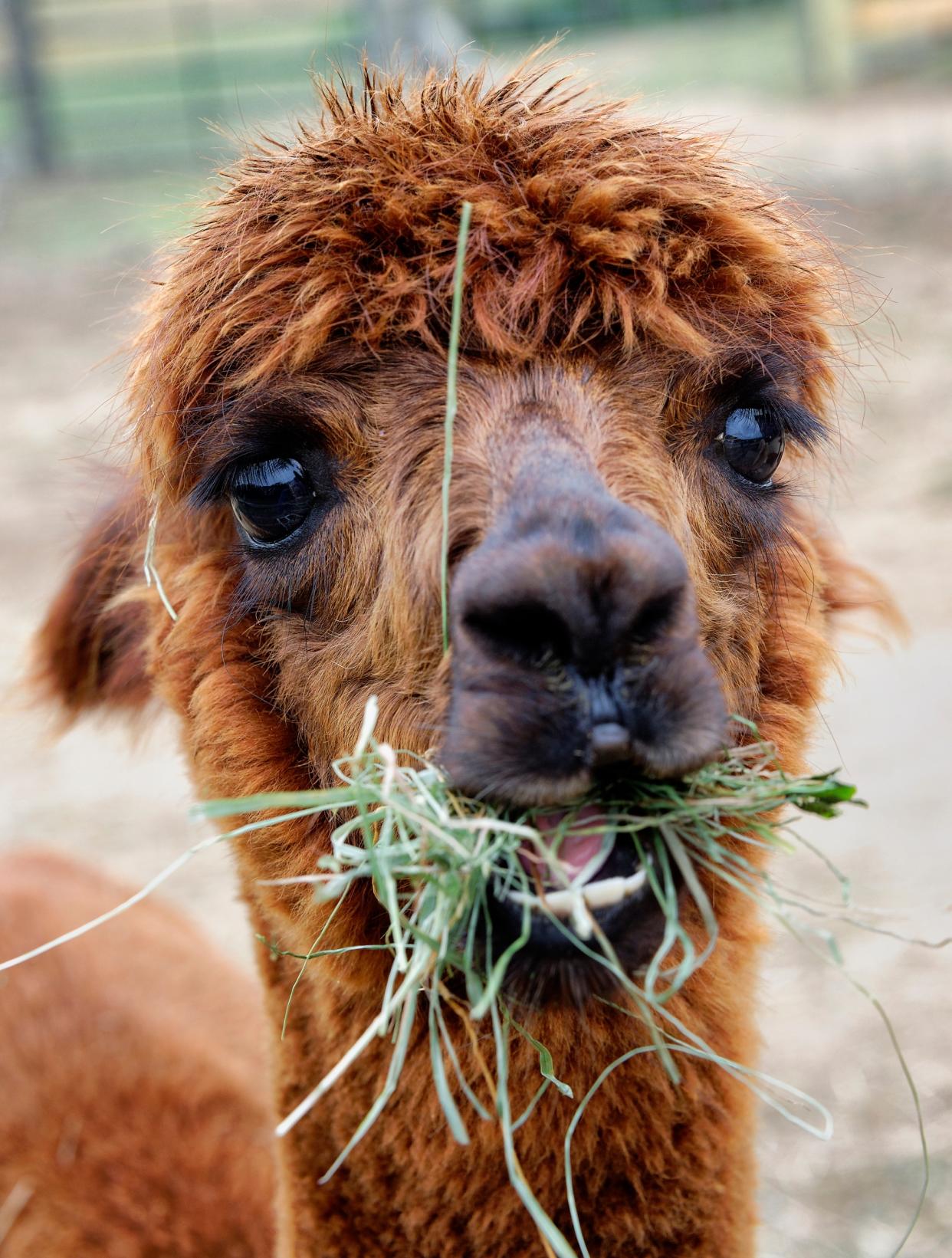 https://www.gettyimages.co.uk/detail/news-photo/alpaca-portrait-with-mouth-full-of-hay-news-photo/454437287