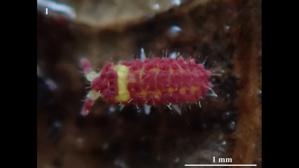 The tiny creatures are deep red with white-yellow bands, photos show.
