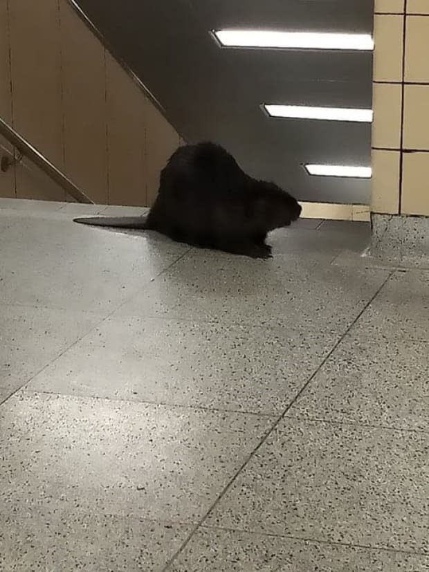 A beaver was spotted at Royal York Station this morning - Yahoo Sports