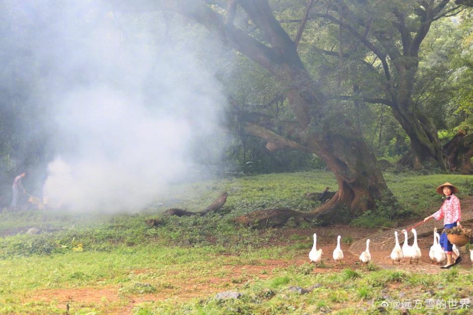 A plume of smoke next to a row of geese and a woman.