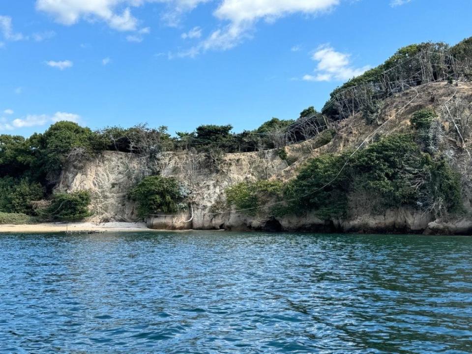 White tape, which resembles polyester twine but disintegrates harmlessly within a few months, is seen strewn through trees on a hillside on Japan's holy island of Miyajima, intended to scare off seabirds that have damaged the island's protected forests. / Credit: Handout courtesy of Hatsukaichi city