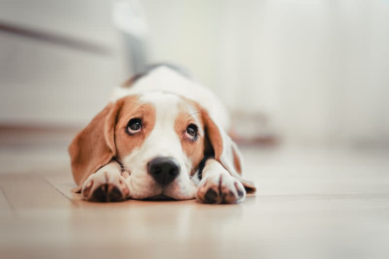 Eine neue Studie aus Portugal fand Beweise dafür, dass das Trainieren von Hunden mit negativen Befehlen zu langfristigem Stress führen kann. (Foto: Getty Images).