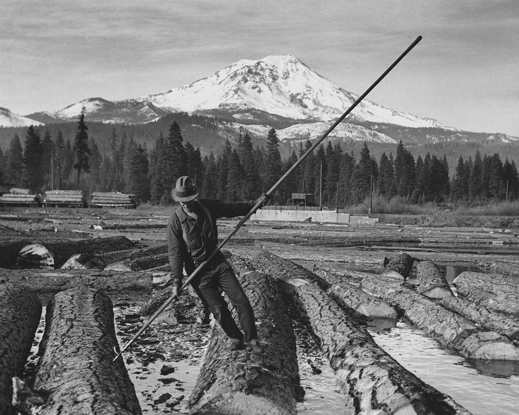 A man pushing cut logs of wood with a long pole along the surface of a lake during the preparation of timber, USA, circa 1940