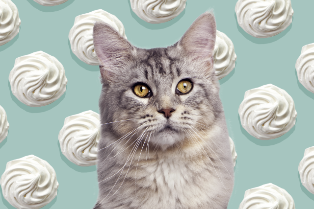 Can Cats Eat Whipped Cream? Here\'s What to Know Before Giving Them ...
