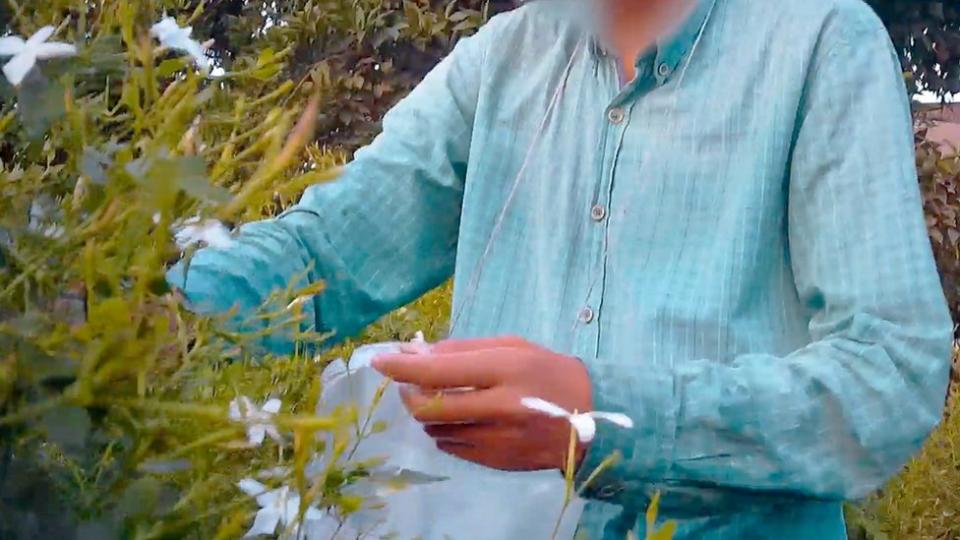 Undercover film of a child picking jasmine on a factory farm in Gharbia
