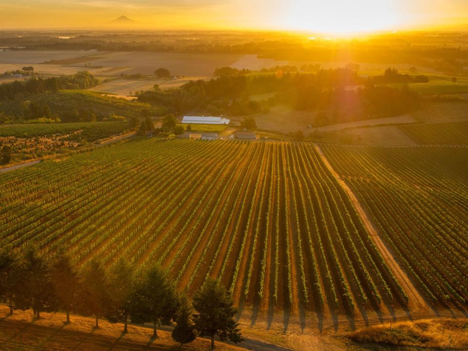 Evening Land Vineyards