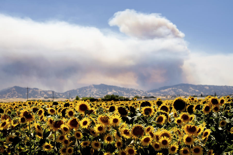 <p>Smoke from a wildfire rises above sunflowers in Citrona, Calif., July 1, 2018.(Photo: Noah Berger/AP) </p>