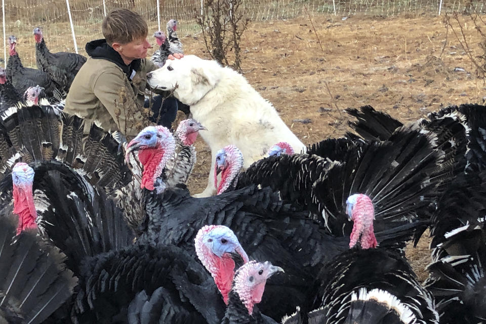 Owner DeDe Boies pets her dog Bunny, who guards turkeys from predators, in a turkey pen at Root Down Farm in Pescadero, Calif., Wednesday, Oct. 21, 2020. Many turkey farmers are worried their biggest birds won't end up on Thanksgiving tables. Due to the ongoing coronavirus pandemic and restrictions on large gatherings, the traditional Thanksgiving feast is being downsized. Fewer people at Thanksgiving tables means many families will buy smaller turkeys, or none at all. (AP Photo/Haven Daley)