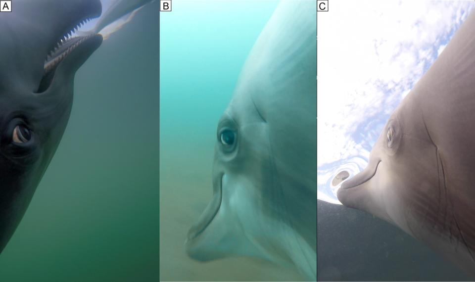 Dolphin hunting (Ridgway et al., 2022, PLOS ONE, CC-BY 4.0 )