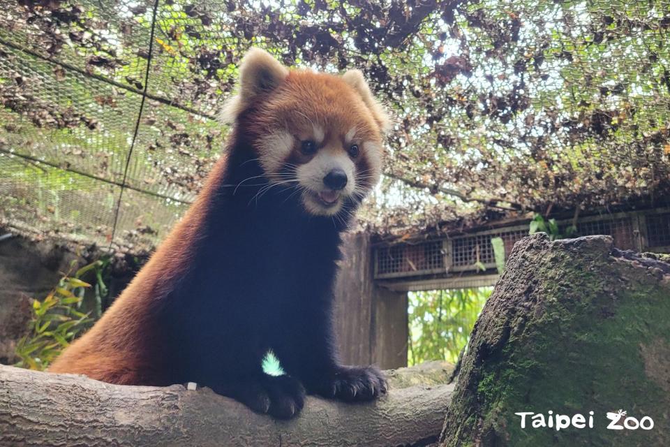 「可頌」19日啟程前往日本，擔負起小貓熊域外族群繁衍的重責大任。（台北市立動物園提供）