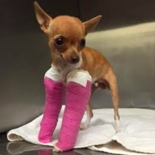 Chihuahua Puppy With Broken Legs Found Dumped In A Rubbish Heap