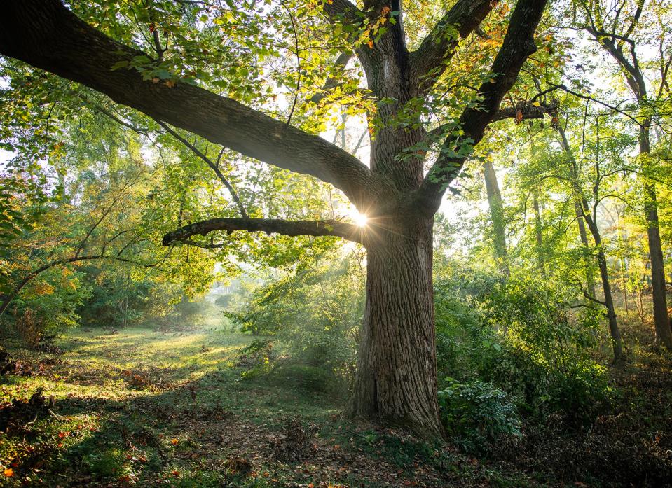 A tulip poplar tree stands undamaged in Hessie T. Morrah Park in Greenville Monday October 7, 2024.