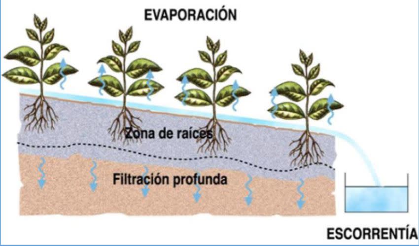 La importancia de los árboles atrapando el agua y evitando la escorrentía