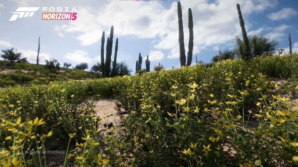 A field of flowers in "Forza Horizon 5," a racing game for Xbox Series S, Xbox Series X, and PC.