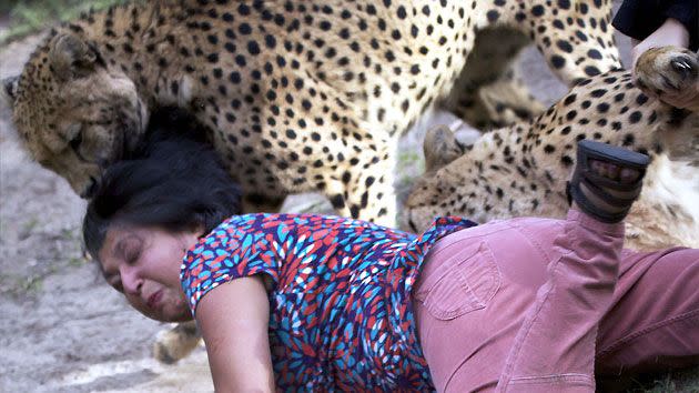 Violet D'Mello is attacked by cheetahs at a South African game reserve.