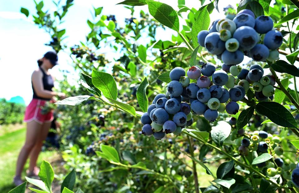 Blueberries ripe for the picking on a bush at Tougas Family Farm in Northborough, Mass., on July 6.