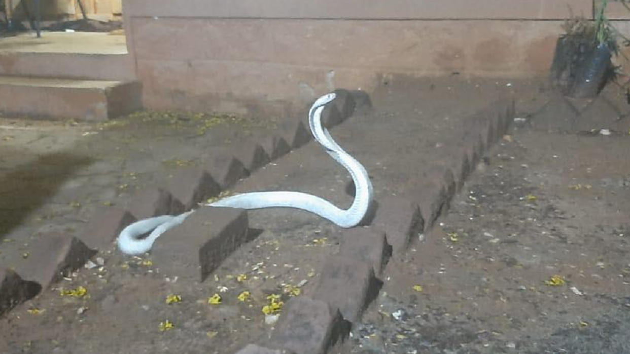  A white cobra lying outside the house. 