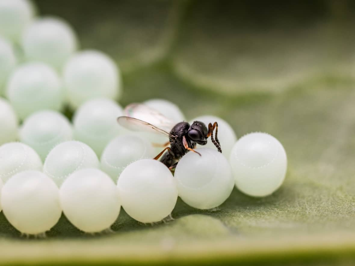 Samurai wasps are a natural predator of the brown marmorated stink bug. As pictured, the wasps lay their eggs inside the bug's eggs, killing the embryo inside. (Warren Wong - image credit)