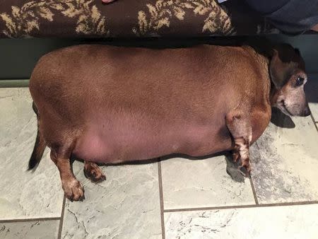 A morbidly obese Texas dachshund once dubbed "Fat Vincent", because his belly was so large it hit the ground when he walked, is seen at an animal shelter prior to dropping half his body weight, in an undated photo provided by K-9 Angels Rescue in Houston. REUTERS/Melissa Anderson/K-9 Angels Rescue/Handout via Reuters