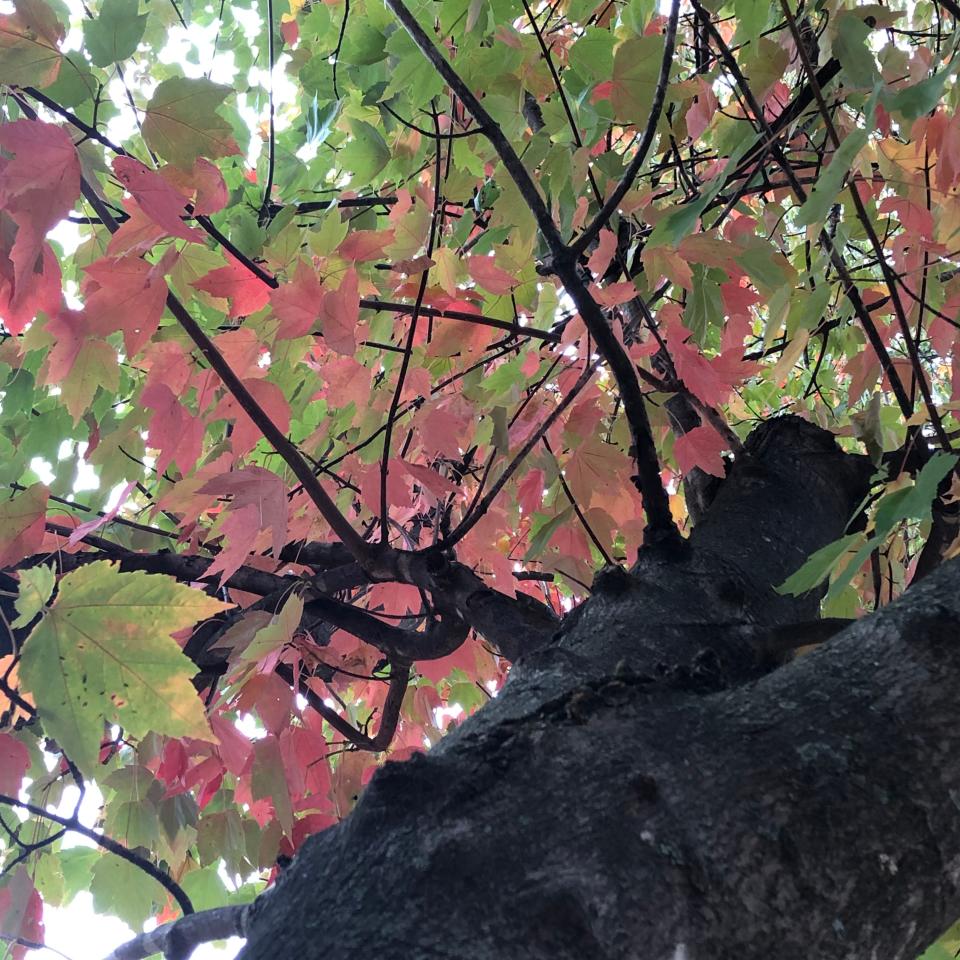 A maple tree begins its fall transformation on Saturday, Oct. 14, 2023 in Staunton, Virginia.