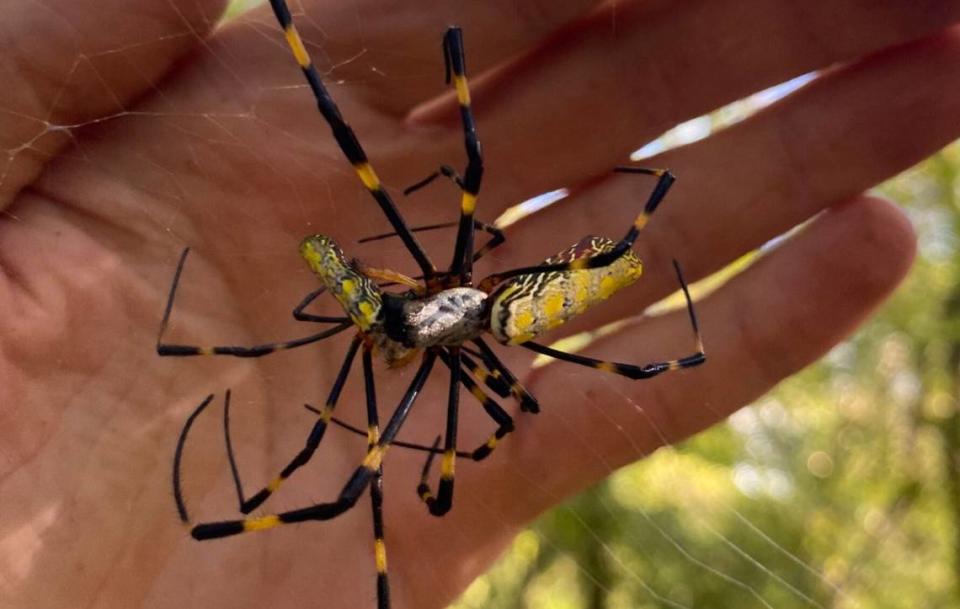 This giant yellow, blue-black and red spider is called the Joro spider. Georgia is seeing an overabundance of this spider, but they are harmless.