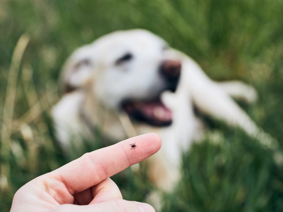 Tick on persons finger near dog