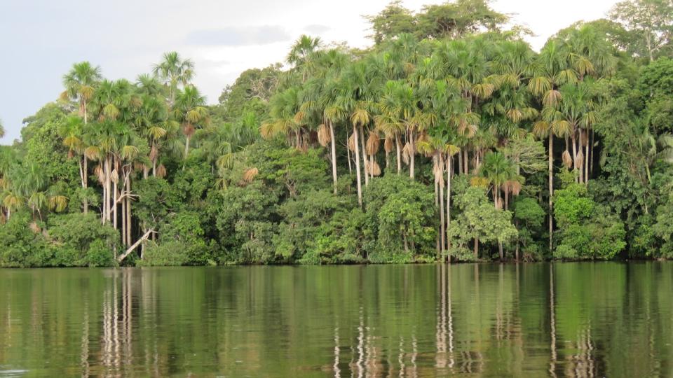 巴西亞馬遜雨林有望設立一個成員來自不同國家的科學小組，以拯救面臨氣候變遷下的自然生態。(圖:Pixabay)