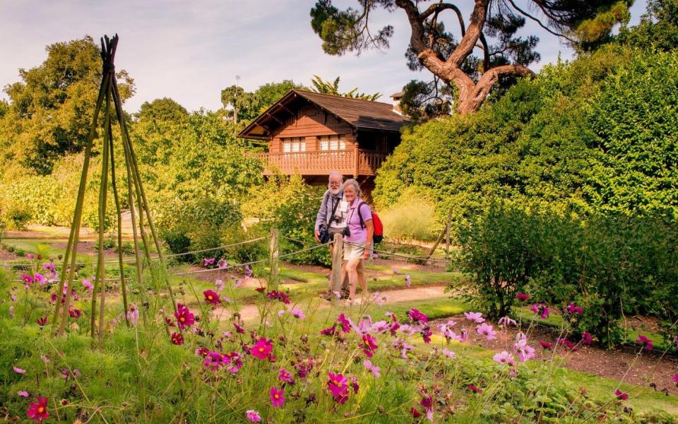 Osbourne House Isle of Wight: Cosmos λουλούδια στους κήπους στο Swiss Cottage