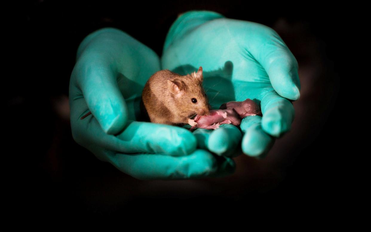 The mice were born healthy and gave birth to their own pups - Leyun Wang / SWNS.com