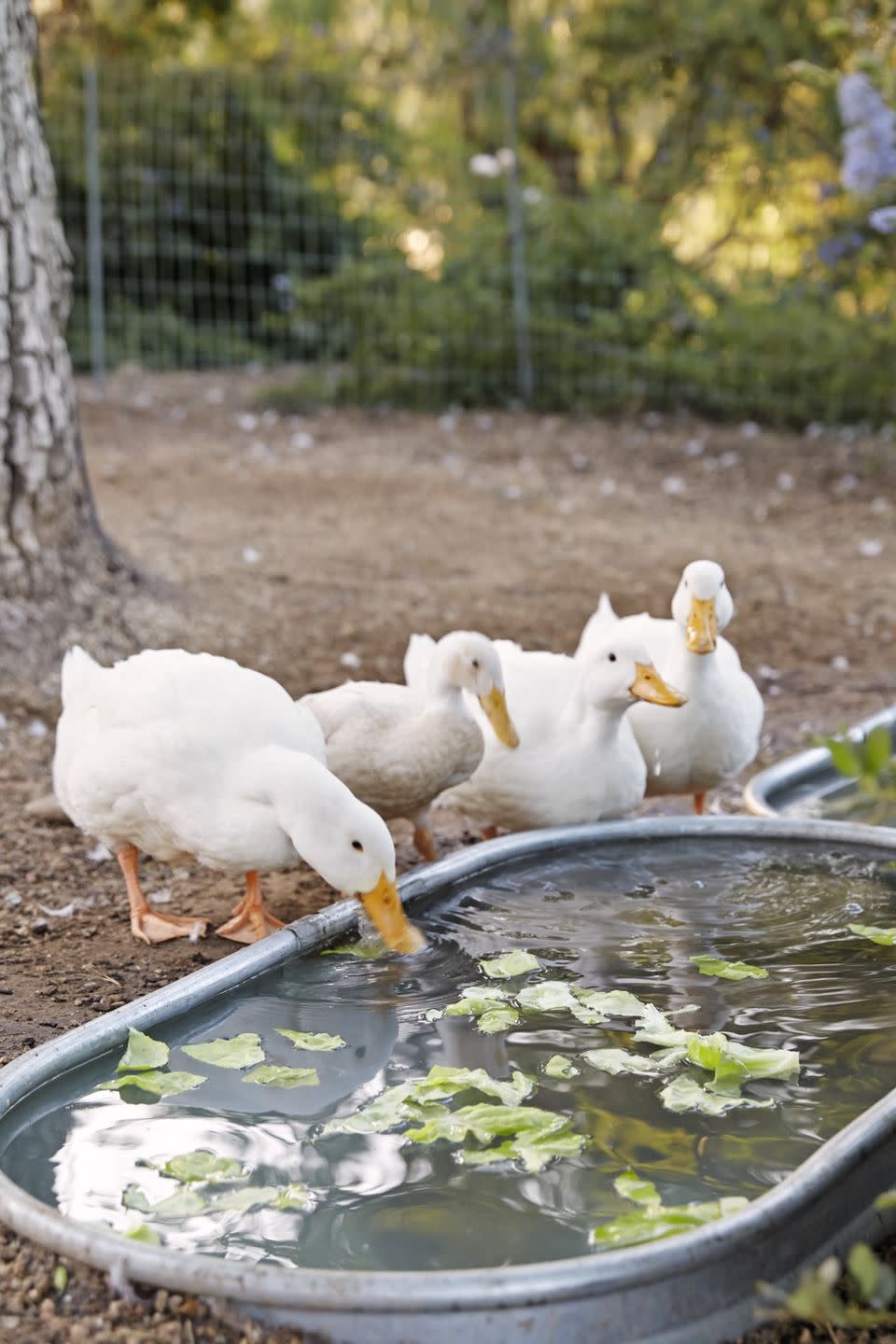 Install a Galvanized Water Trough