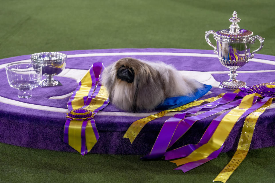 Wasabi, un pequinés, después de ganar el concurso Best in Show en la exposición canina del Westminster Kennel Club, en la mansión Lyndhurst en Tarrytown, Nueva York, el 13 de junio de 2021. (Karsten Moran/The New York Times)
