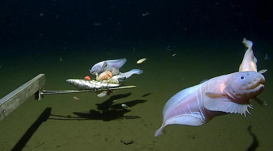 Images of the snailfish alive from 7500-8200m in the Izu-Ogasawara Trench. / Credit: Caladan Oceanic