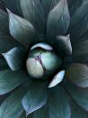 According to NWF: Now living in New Jersey, Davies often returns to her hometown of San Diego, California, where she enjoys morning walks with her 81-year-old aunt. “We both love succulents,” says Davies, who often stops to photograph them. During one early February walk, when she had only her mobile phone, she captured this agave that seemed aglow in perfect light. “Nature is so stunning,” she says. “There’s so much beauty, pattern and color — if you just stop to look." ZAN DAVIES, 2020 National Wildlife® Photo Contest