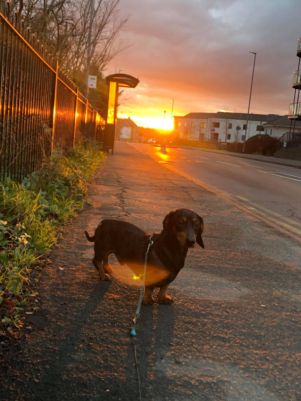 Frank was reunited with his owner after a good samaritan who took him home spotted an appeal on Facebook. (Picture: SWNS)