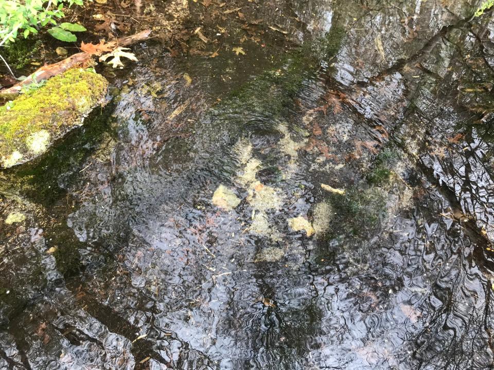 Clear, cold water bubbles up from deep underground springs at a constant, year-round temperature of 48 to 54 degrees, perfect for raising trout.