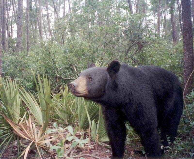 An inquisitive Florida black bear in the sand pine scrub of the Ocala National Forest, which supports the highest density population of black bears in North America. With bills in the Florida Legislature allowing property owners to use lethal force against bears, it seems only a matter of time before the hunting discussion is reignited.