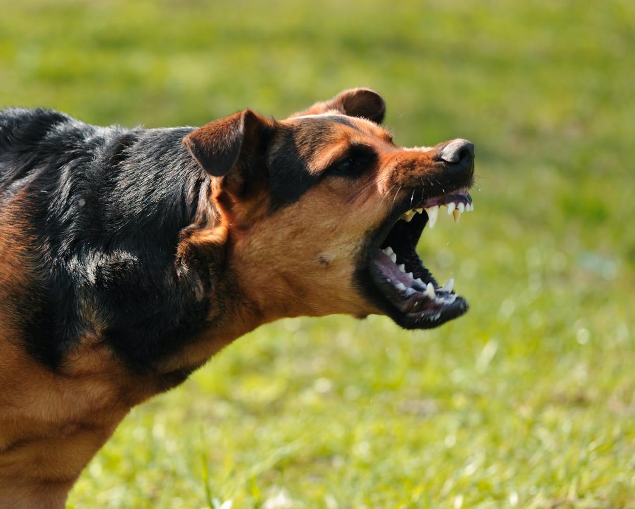   <span class="attribution"><a class="link " href="https://image.shutterstock.com/image-photo/angry-dog-bared-teeth-600w-53465653.jpg" rel="nofollow noopener" target="_blank" data-ylk="slk:Shutterstock;elm:context_link;itc:0;sec:content-canvas">Shutterstock</a></span>