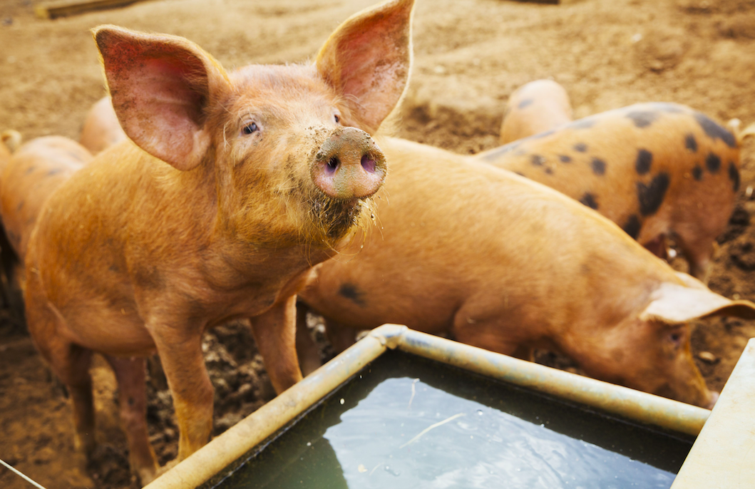 <em>The RSPCA has called for a ban on ‘gas chamber’ slaughtering of pigs (Rex)</em>