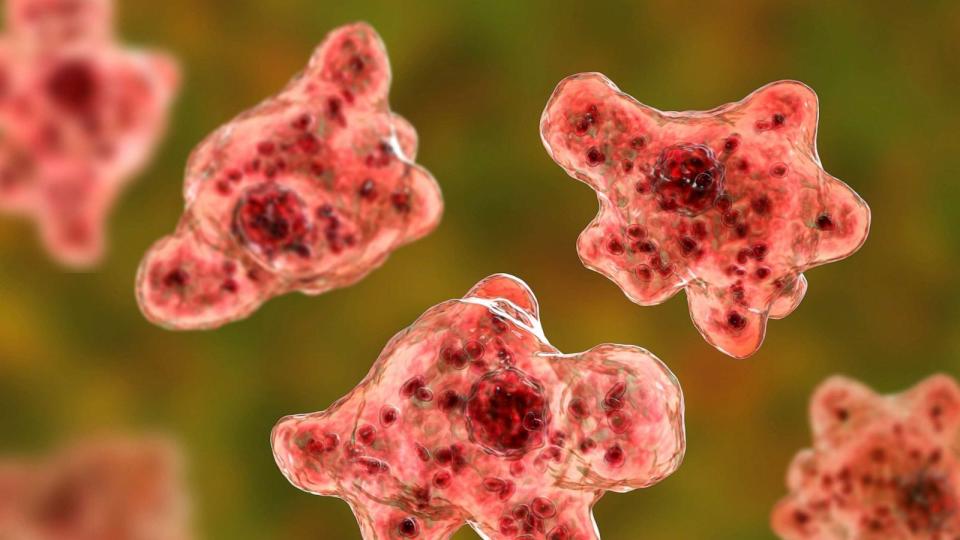 PHOTO: In this 3D illustration, the brain-eating amoeba Naegleria fowleri is shown. (STOCK IMAGE/Getty Image)