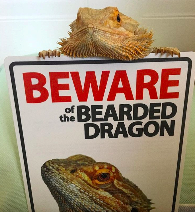 Despite the sign, there is nothing to fear about Smaug (SWNS)