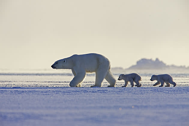 <b>Frozen Planet, BBC One, Wed, 9pm</b><br><b> Episode 2</b><br><br>Female polar bear leads her two cubs across the sea ice. She hasn’t eaten for the five months she has been in her den, and will need to hunt ringed seals to keep herself and her cubs alive. She has lost half her body weight whilst in the den. Only one of her two cubs is likely to survive to adulthood as life out on the sea ice is so tough.