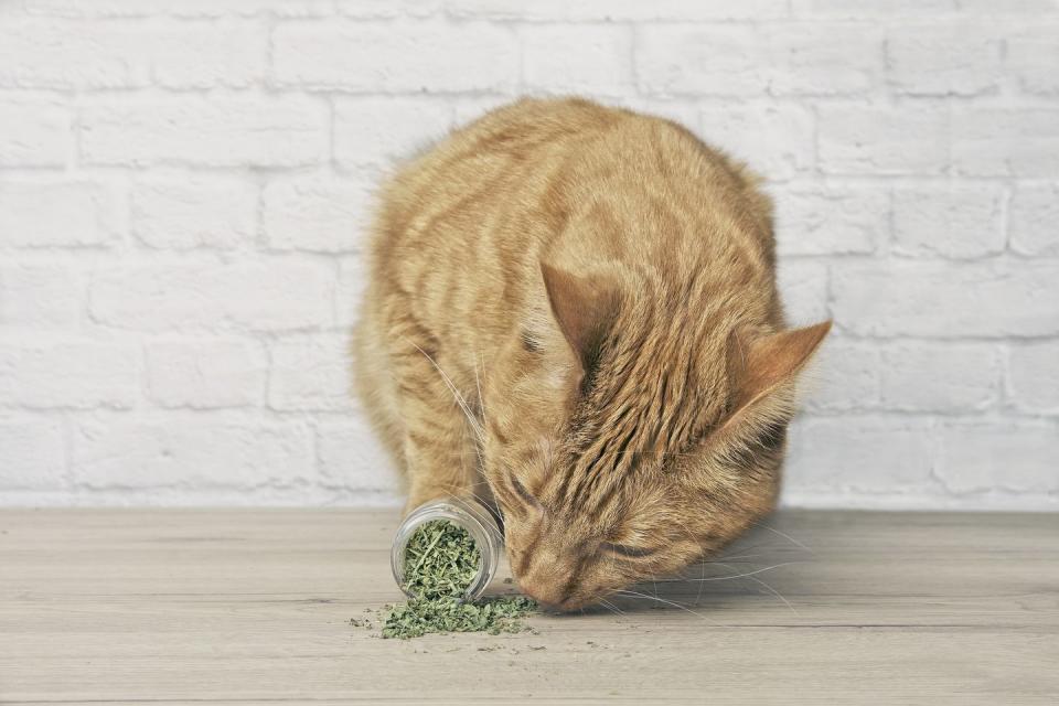 You can make an insomnia-soothing tea from catnip.