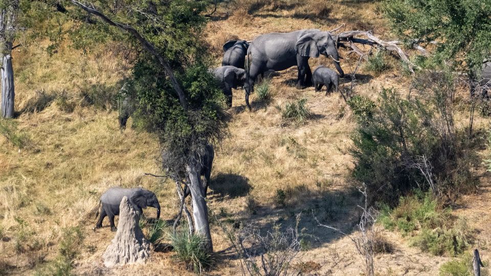Human-wildlife conflict is the leading cause of elephant orphans in Botswana, says Elephant Havens founder Debra Stevens. - Courtesy Colossal